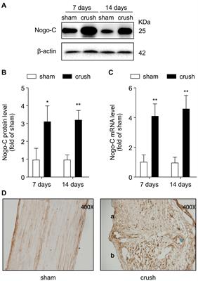 Nogo-C Inhibits Peripheral Nerve Regeneration by Regulating Schwann Cell Apoptosis and Dedifferentiation